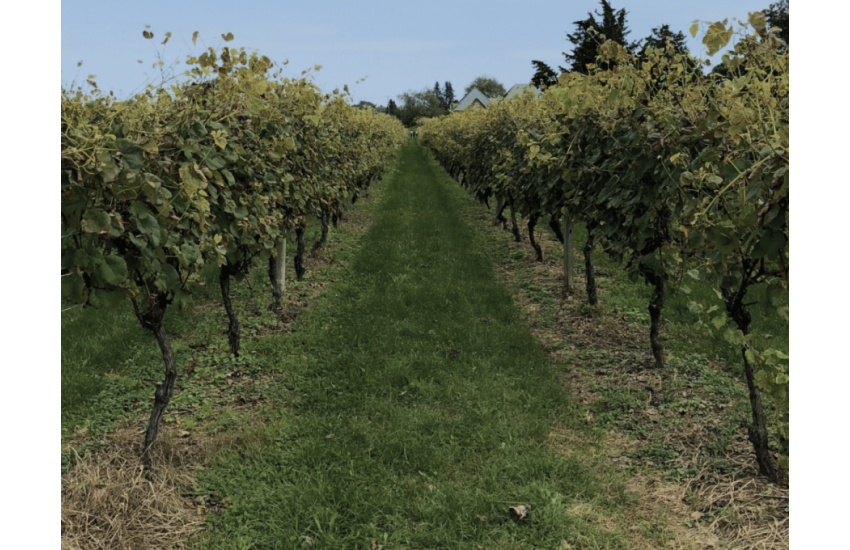 Summer in the Long Island Wine Country